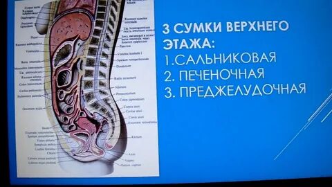 Печеночную и преджелудочную сумки разделяет