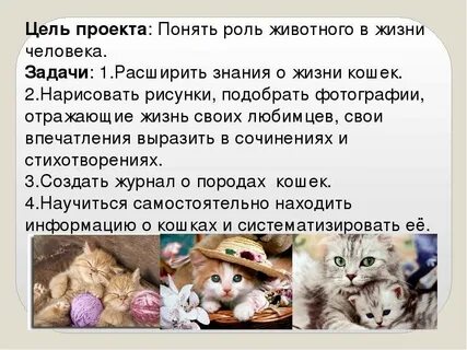 Проект домашний питомец кошка