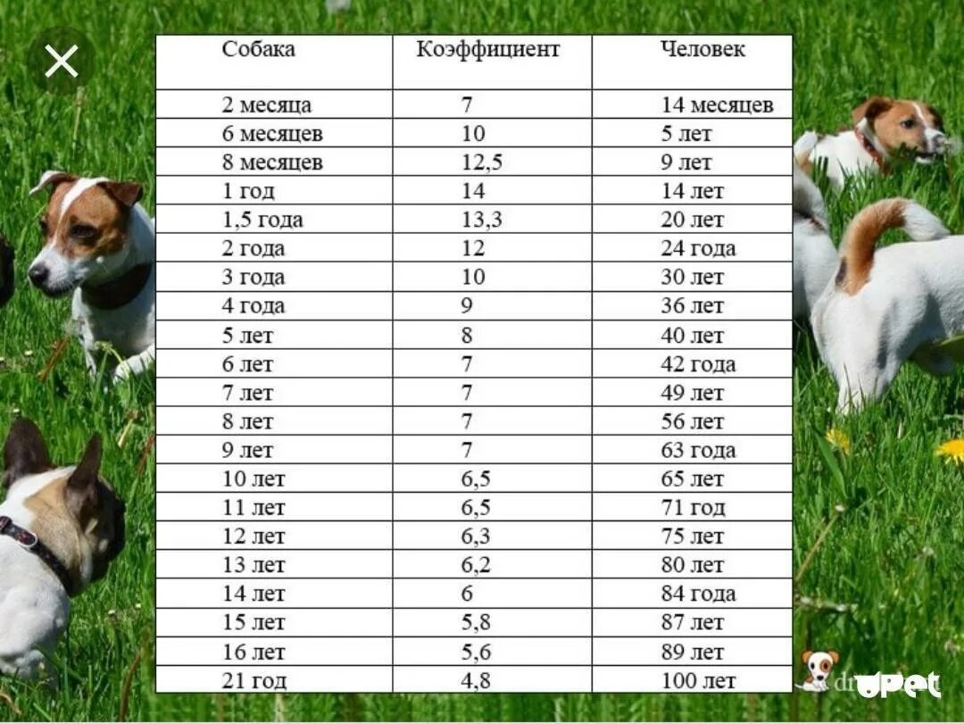 В императорском саду живет собака 11. Собачий Возраст по человеческим меркам таблица. Таблица возраста собак по человеческим меркам таблица. Сколько по человеческим меркам собаке лет 2 года таблица. Возраст собаки по собачьим меркам.