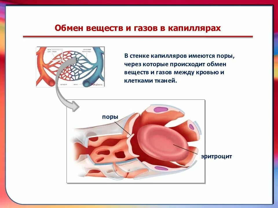 Что происходит с кровью в капиллярах. Обмен веществ между кровью и тканями происходит в артериях. обмен веществ между кровью и клетками происходит в. обменные процессы в капиллярах. где происходит обмен крови.
