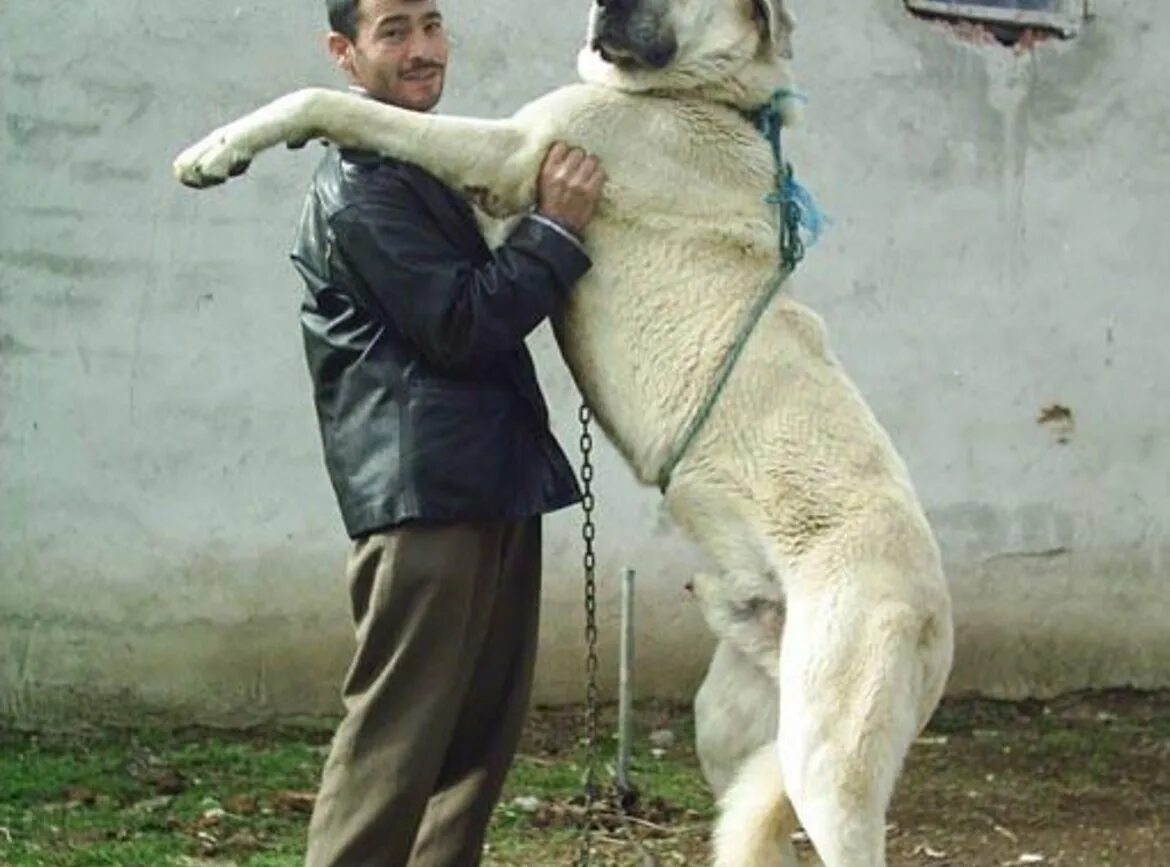 Укус кангала. Кангал собака. Сивас кангал собака. Турецкий кангал. Кангал гигант.