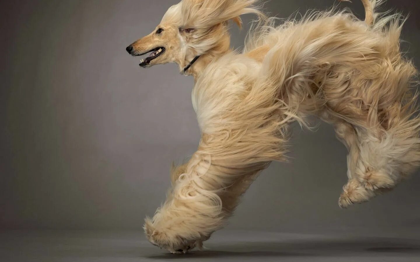 Hairy doggy. Афганская борзая овчарка. Афганская борзая / Afghan Hound. Афганская борзая груминг. Афганская борзая длинношерстная.