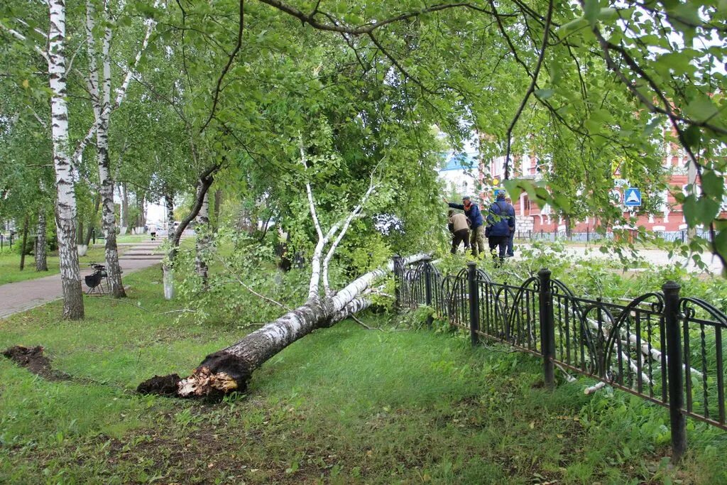 Упала на березку. Упавшая береза. Загородь деревьев. Береза упала на дорогу. Упала береза в Называевск.