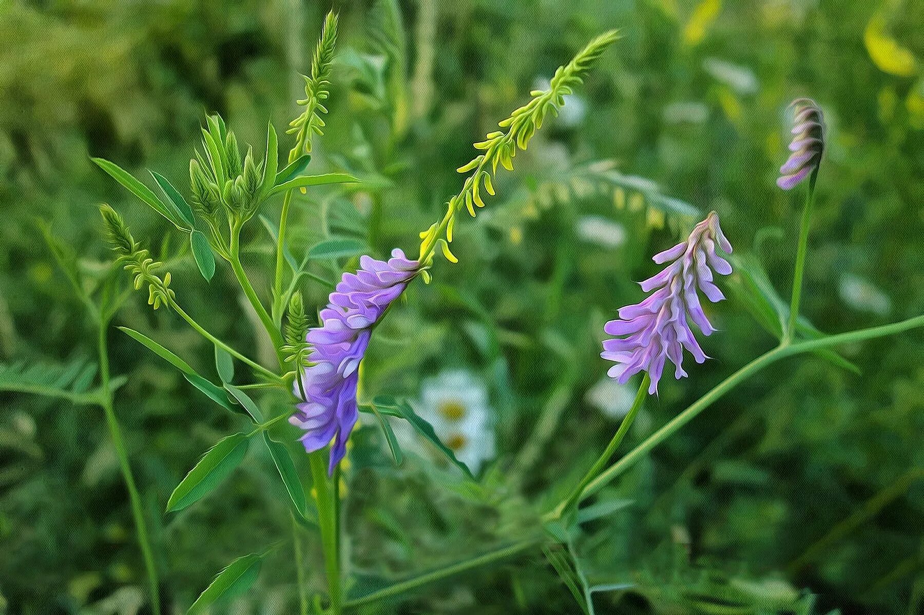 Мышиный горошек растение. Мышиный горошек соцветие. Горошек мышиный (vicia cracca l. Вика мышиный горошек. Горошек мышиный.