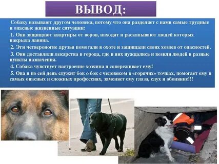 Почему собака выбрала именно эту женщину сочинение