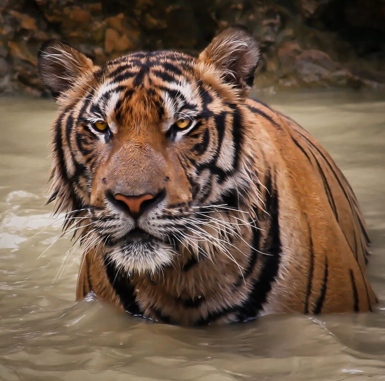 Какой тигр сильнее. Тигр Тигрович. Красивый тигр. Самые красивые тигры. Мокрый тигр.