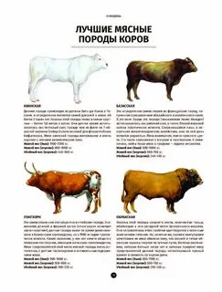 Год быка мясо