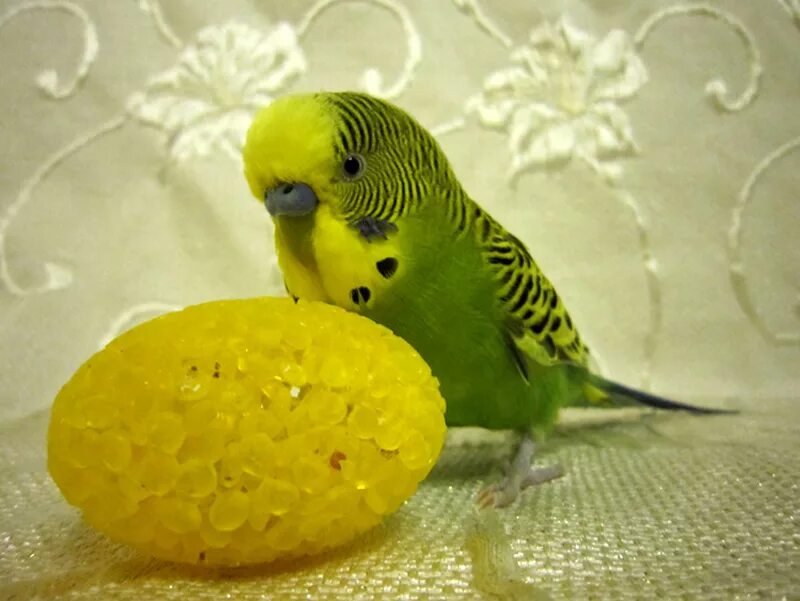 Можно ли попугаям яйцо. Опалин волнистый попугайчик. Жёлто-зелёные попугаи волнистый попугай. Зелёный волнистый попугай птенец. Оливковый волнистый попугай.
