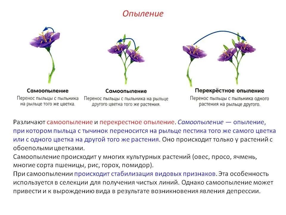 Самоопыление душистого горошка. Фиалка самоопыление. самоопыление цветковых растений. перекрестное опыление самоопылителей характеристика. самоопыление цветков.