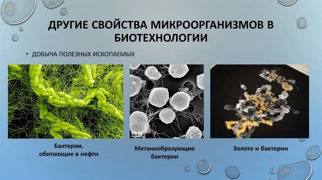 Микроорганизмы используемые в биотехнологии. Бактерии и вирусы в биотехнологиях. Нефтеокисляющие бактерии. Нефтеокисляющие микроорганизмы. Сообщение на тему биотехнология в микроорганизмах.