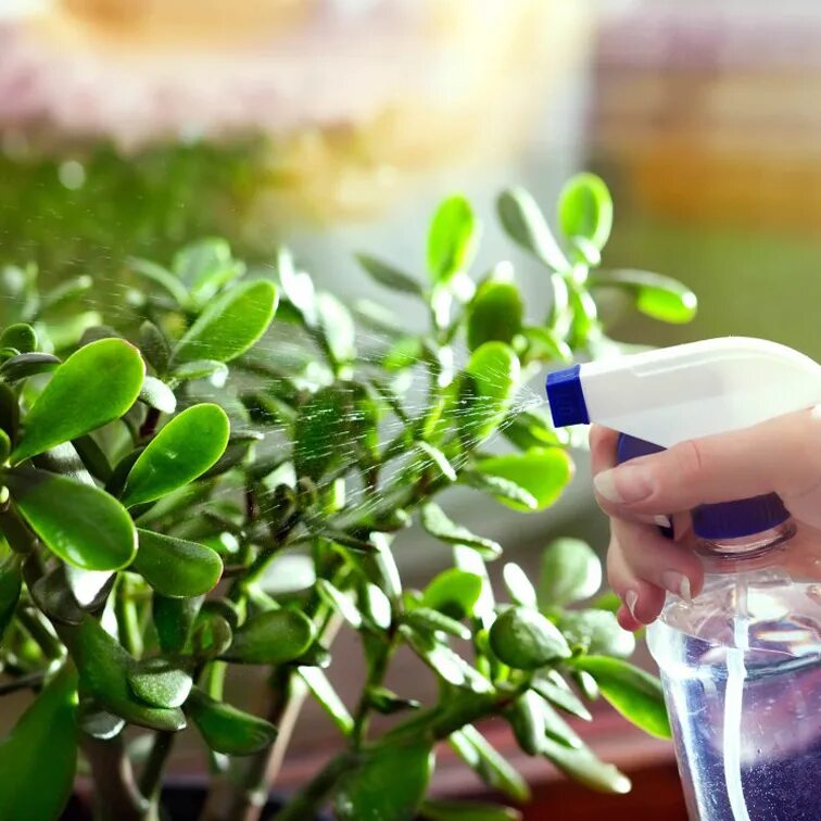 Денежное дерево полив. Толстянка цветок пересадить. Денежное дерево полив зимой. Крассула денежное дерево полив. Крестовник крассула.