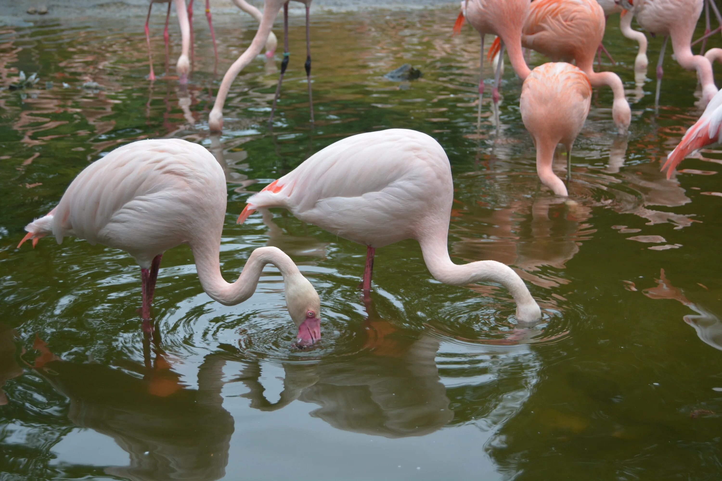 Розовые фламинго обитают