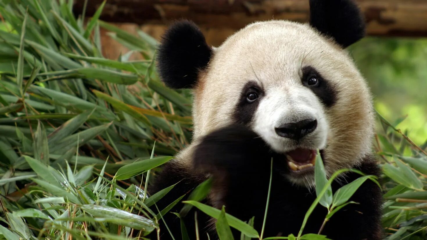 Заставка на рабочий животные. Китай Панда бамбук. Большая Панда ест бамбук. Панда бамбуковый медведь. Красивая Панда.
