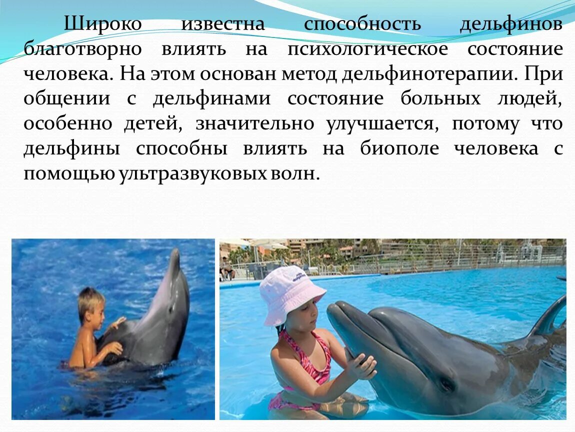 Проект 3 класс люди и дельфины Исследовательский проект "Животные, которые нас лечат"