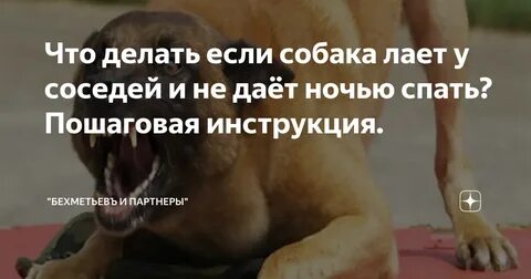 Собака постоянно гавкает