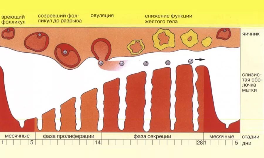 Какого цвета в первые дни месячных