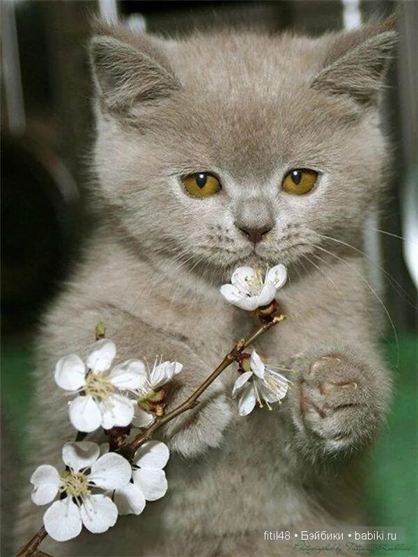 Кот с цветами. Котик с цветочком. Котенок в цветах. Март кошки картинки смешные
