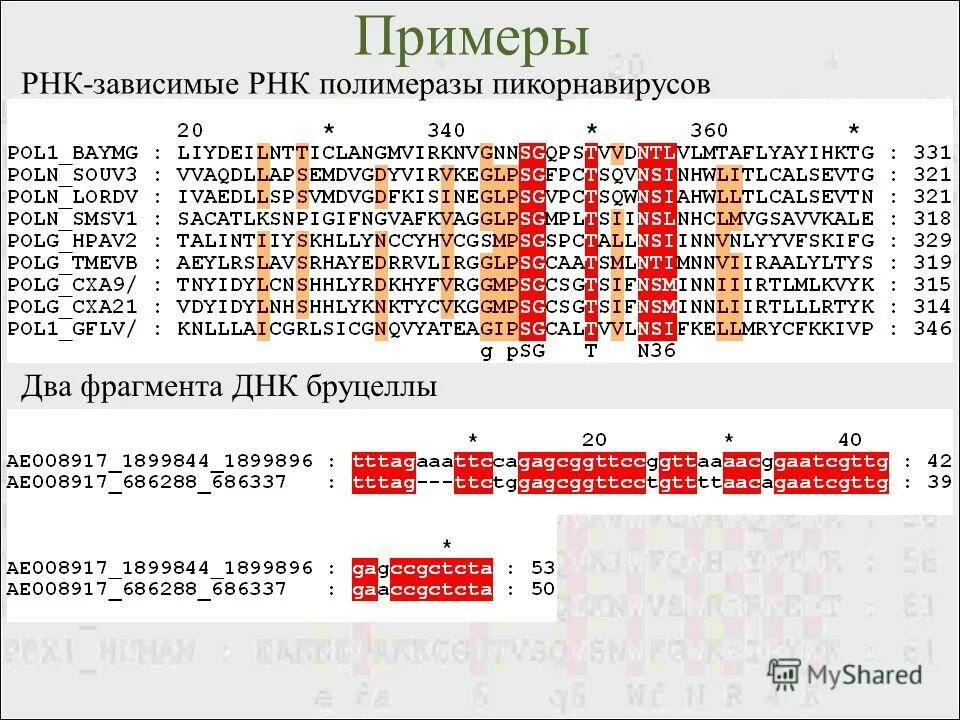 Примеры рнк