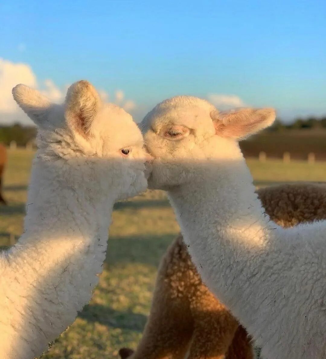 Лама и альпака. Две альпаки милые. Лама. Лама любовь. Эль пако лама.