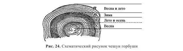 Как узнать возраст рыбы впр 5 класс. Годичные кольца на чешуе рыбы. годовые кольца на чешуе рыбы. возраст рыбы по чешуе. чешуйки схематический рисунок.