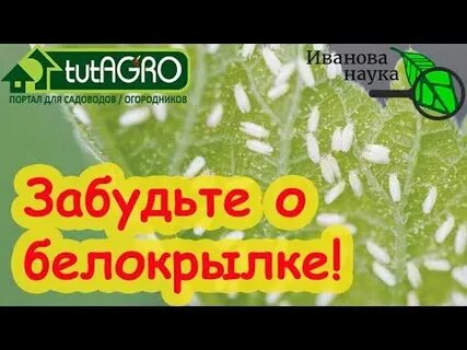 Обрабатываем почву в теплице осенью от белокрылки