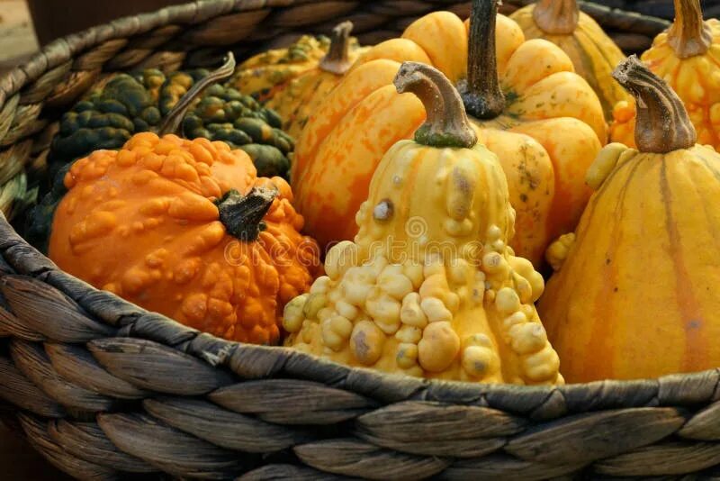 Тыкву курам можно. Тыква на рынке. Фаршированная тыква с рисом. Тыква для кур. Куры осенью.