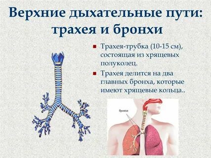Во что переходит трахея