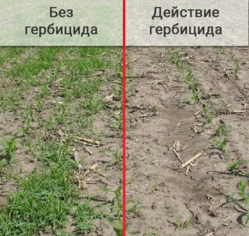 Когда лучше обрабатывать гербицидом