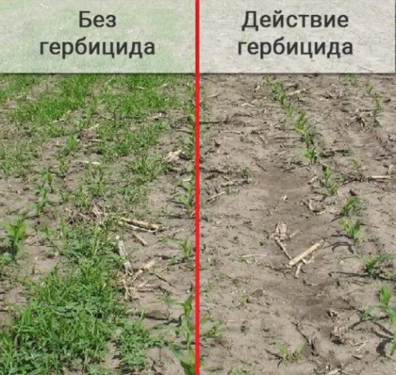 Действие результат виден. Действие гербицидов. Трава после гербицида. Действие почвенного гербицида. Действие гербицидов на сорняки.