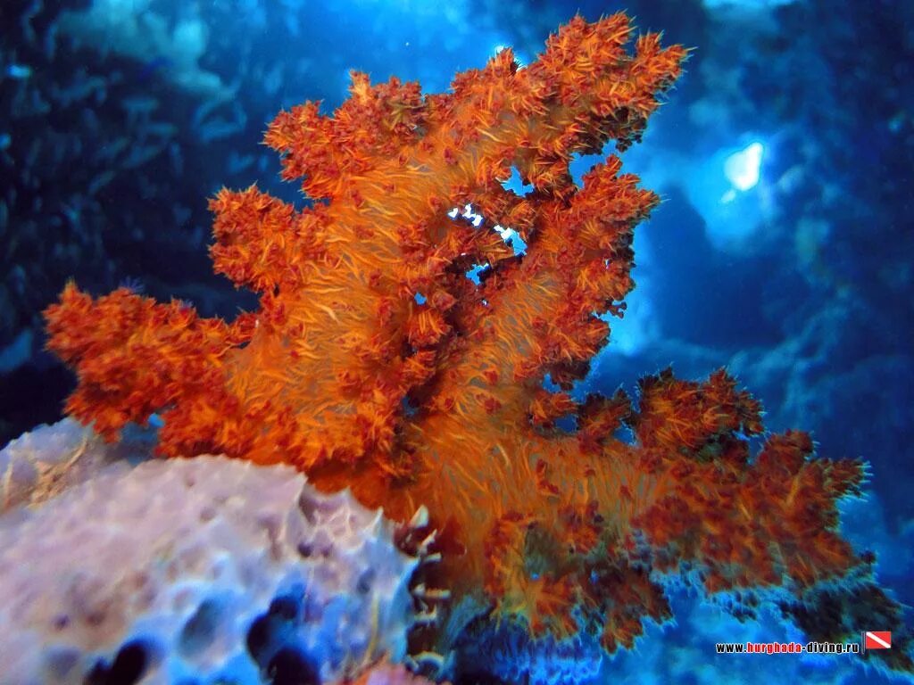 сетчатый огненный коралл. красный коралл ￼аурелия. звездчатый коралл. коралл циатофиллум. кораллы millepora.