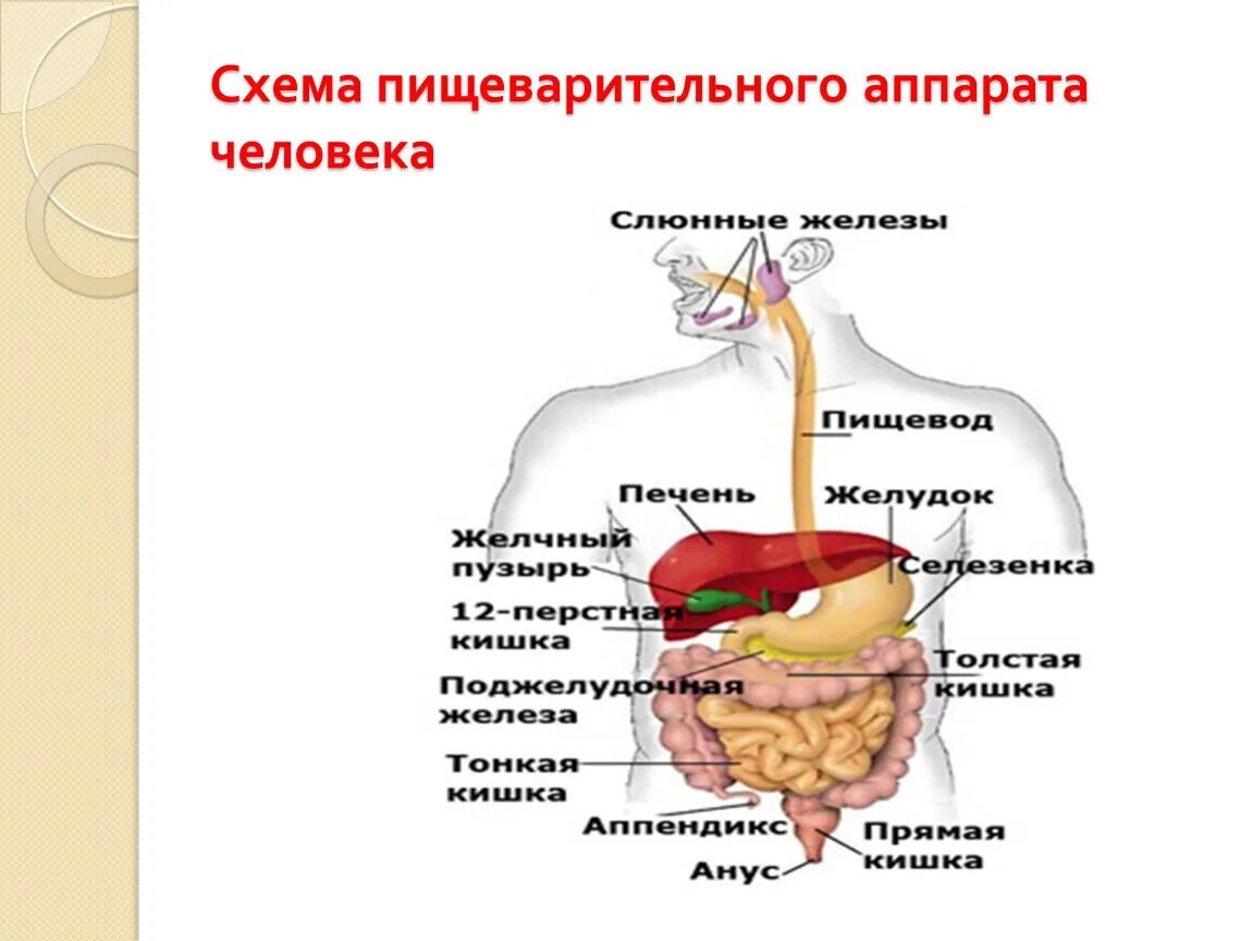 Пищеварительный процесс человека