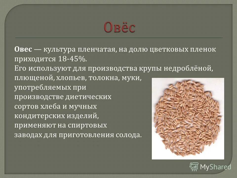 Пищевые продукты из овса. Толокно овсяное. К какому виду круп относится толокно. К какому виду круп относится толокно. К какому виду круп относится толокно.