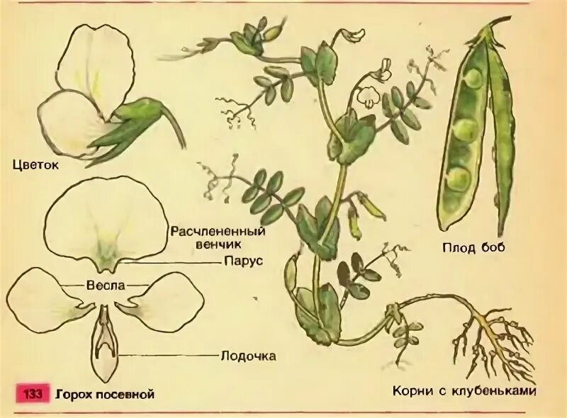 Соцветие и плод бобовых. Соцветие и плод бобовых