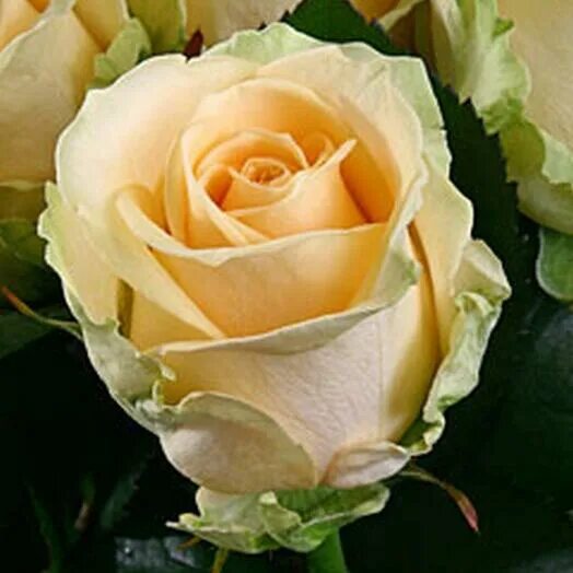 Roses Californian, Avalanche Wedding flowers, Flowers, Bulk wedding flowers