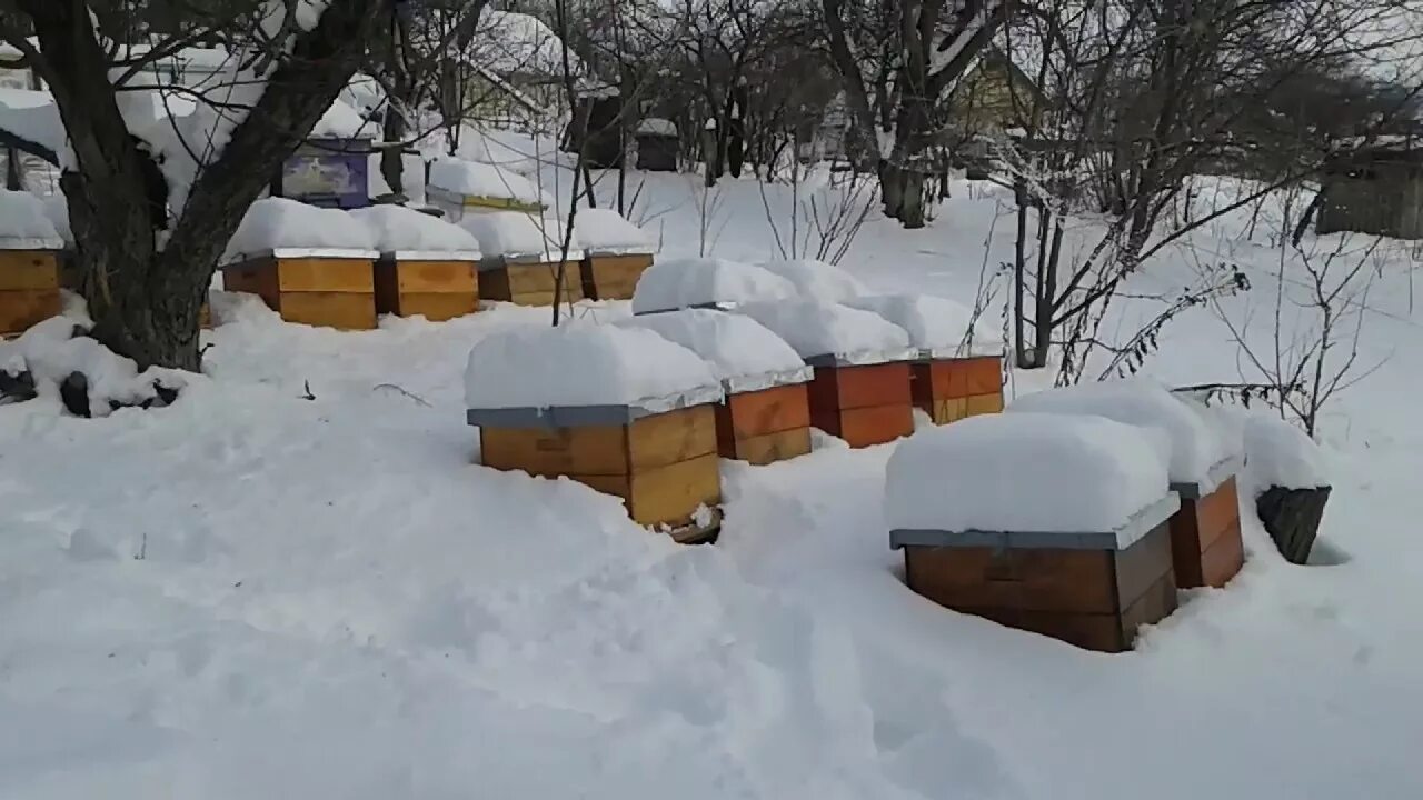 Зимовка ульев на улице. Зима ульи. Улей зимой в снегу. Зимовка пчел на улице. Белорусская пасека.