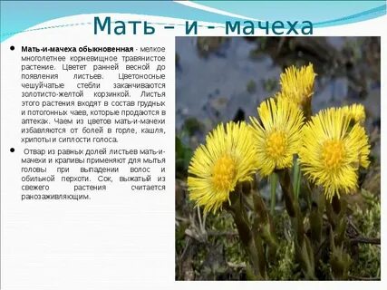 Дырочка мачехи