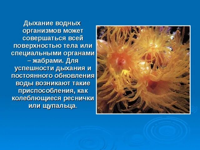 Способ дыхания всей поверхностью тела примеры животных. Водные организмы. водное дыхание. для дыхания в водной среде животные чаще всего используют. как происходит дыхание у водных обитателей.