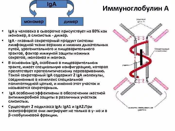 Структура иммуноглобулина iga. Секреторный иммуноглобулин а. Иммуноглобулин g строение димер. Секреторный иммуноглобулин а функции. Иммуноглобулины синтезируются