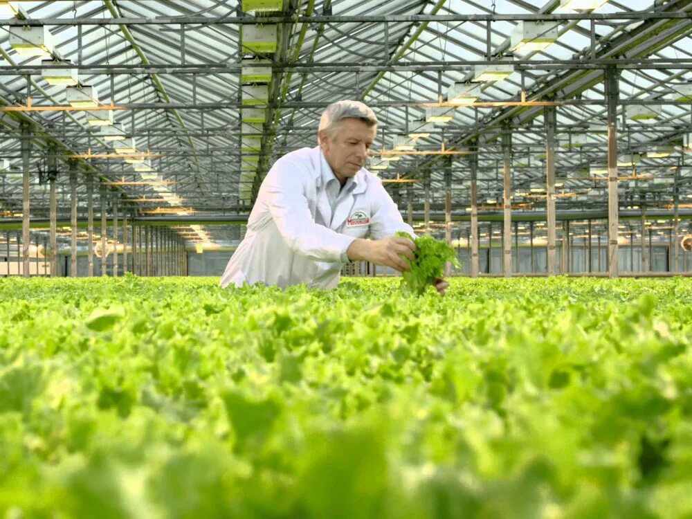 Теплицы агрохолдинга московский. Теплицы агрохолдинга московский. Теплицы агрохолдинга московский. Теплицы агрокомбинат московский. Зао выборжец агрофирма.