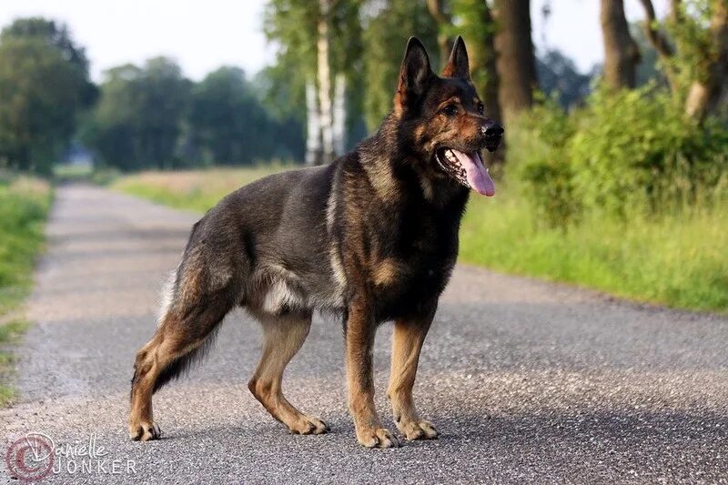 овчарка зимой. авито немецкие овчарки рабочий. старотипная немецкая овчарка рабочего разведения. черная немецкая овчарка рабочего разведения. овчарка в зимнем лесу.