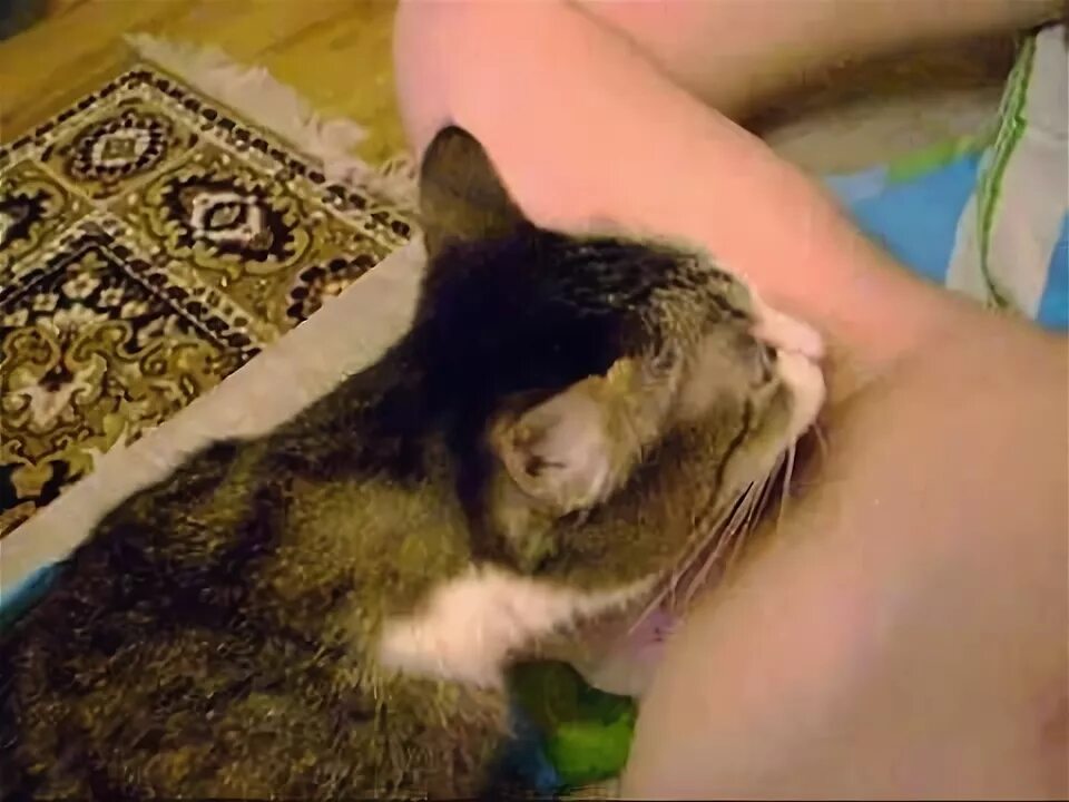 she loves stir fry-day - GIF on Imgur
