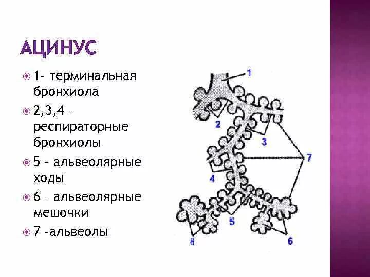 Терминальные бронхиолы. Терминальные бронхиолы строение. строение ацинуса легкого рисунок. схема строения ацинуса легкого. строение альвеол гистология.