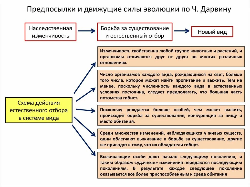 Основные движущие силы эволюции. Основные движущие силы по Дарвину. Основные движущие силы эволюции по Дарвину. Главные факторы эволюции по Дарвину.