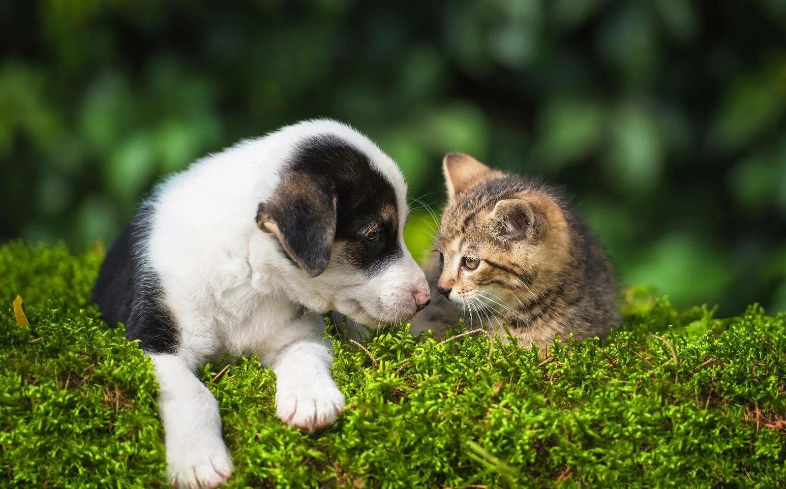 Котики и щеночки. Фото котят и щенят. Кот и щенок. Котики и собачки фото. Животные кошки собаки щенки