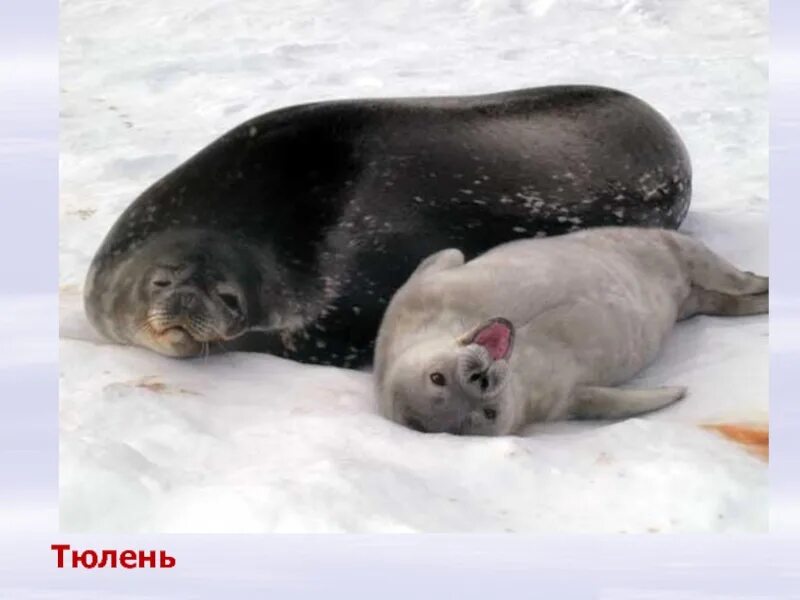Две нерпы