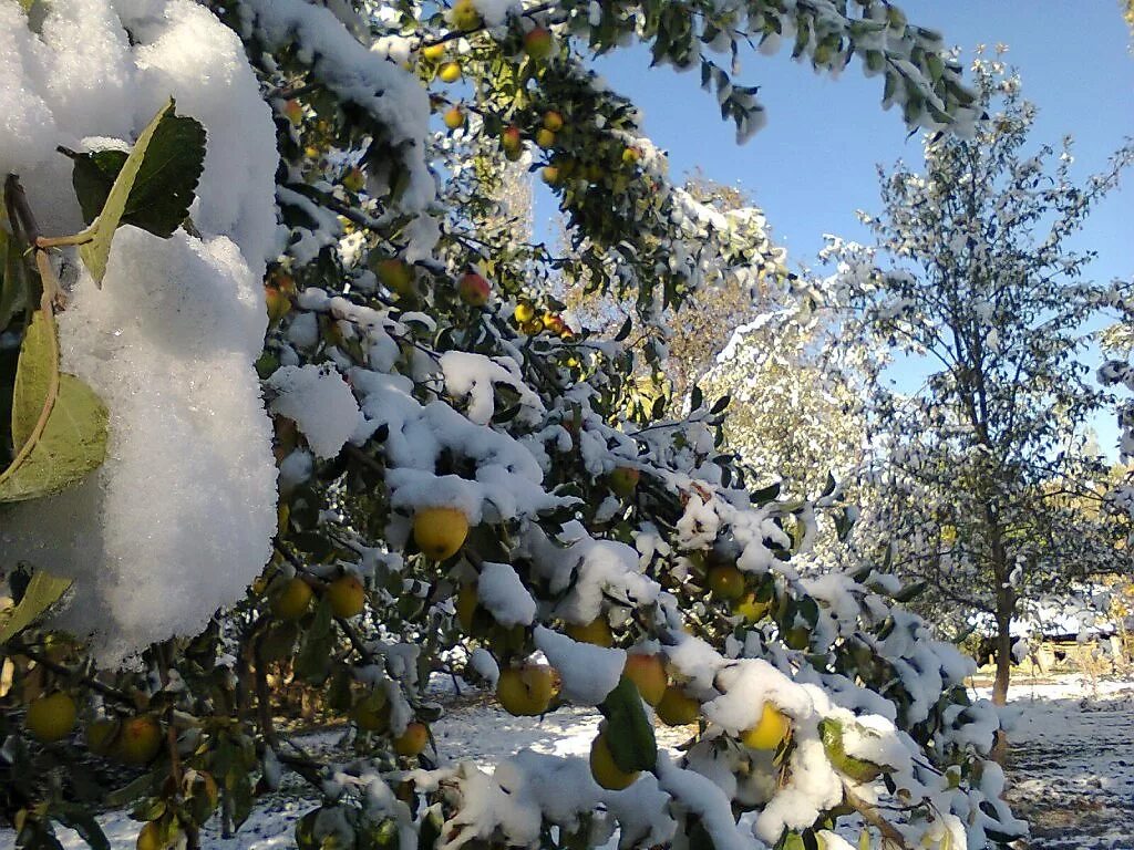 Ранняя зима. Первый снег в сентябре. А. Снежная осень. Первый снег в сентябре.