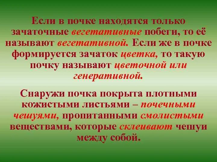 Почему почки называют биологическим фильтром. Почему почку называют зачаточным побегом. Зачаточный побег. Почему почка зачаточный побег. Вывод почка является зачаточным побегом.