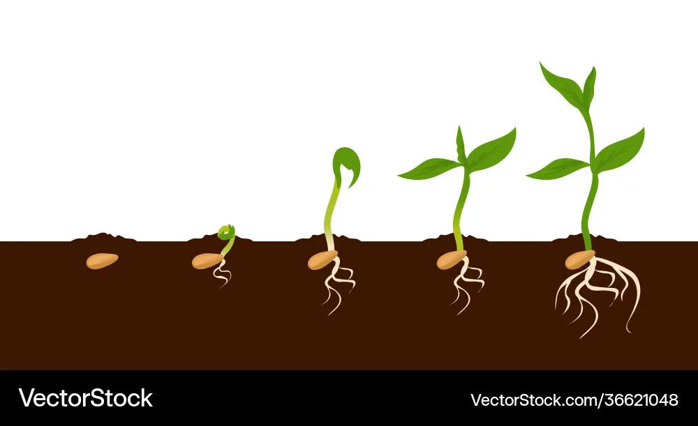 Процесс роста доли. Процесс роста растений. прорастание растений вектор. seed germination. росток вектор.