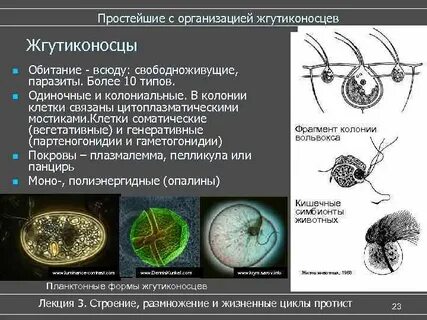 Примеры колониальных форм жгутиковых