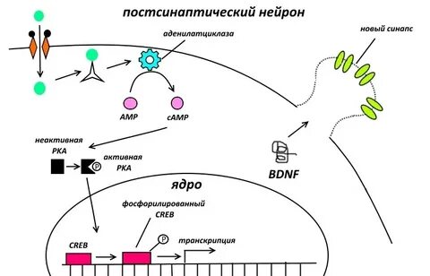 Нервные субстраты